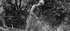f_article.image.alt